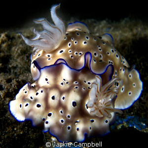 Nudi sixty something...... by Jackie Campbell 